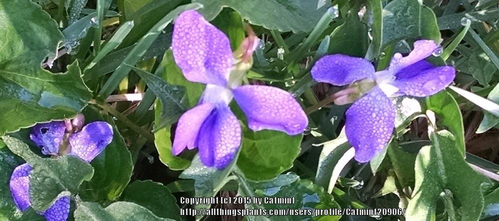Photo of Sweet Violet (Viola odorata) uploaded by Catmint20906