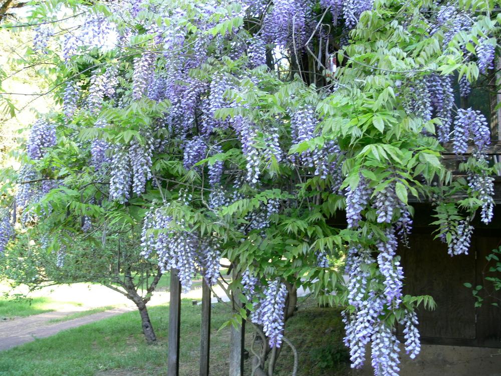 Photo of Chinese Wisteria (Wisteria sinensis) uploaded by janwax