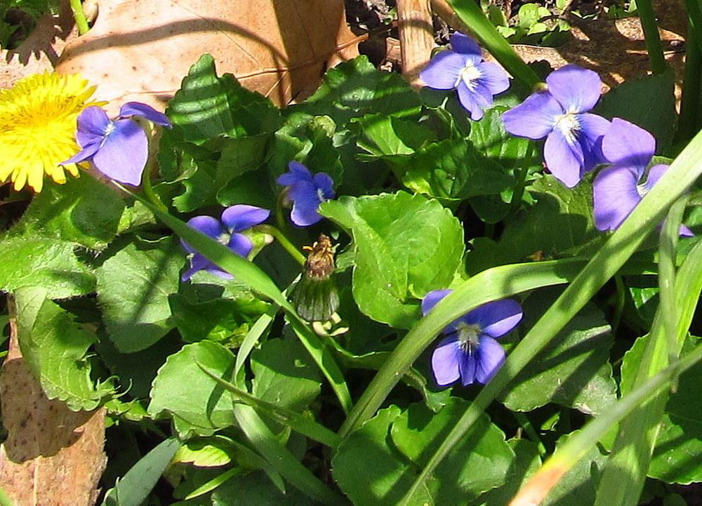 Photo of Sweet Violet (Viola odorata) uploaded by jmorth