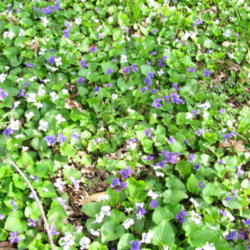 Location: central Illinois
Date: 2015-04-18
Field of violets