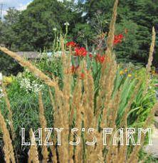 Photo of Feather Reed Grass (Calamagrostis x acutiflora 'Karl Foerster') uploaded by Joy