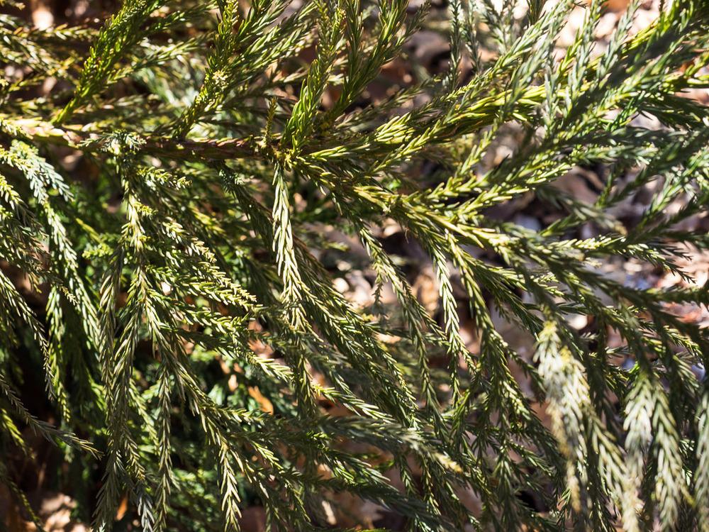 Photo of Japanese Cedar (Cryptomeria japonica 'Yoshino') uploaded by frankrichards16