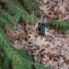 Chamaecyparis obtusa 'Lacee' Hinoke Cypress PLTD 2012