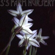 Photo of Spring Starflower (Ipheion uniflorum) uploaded by Joy