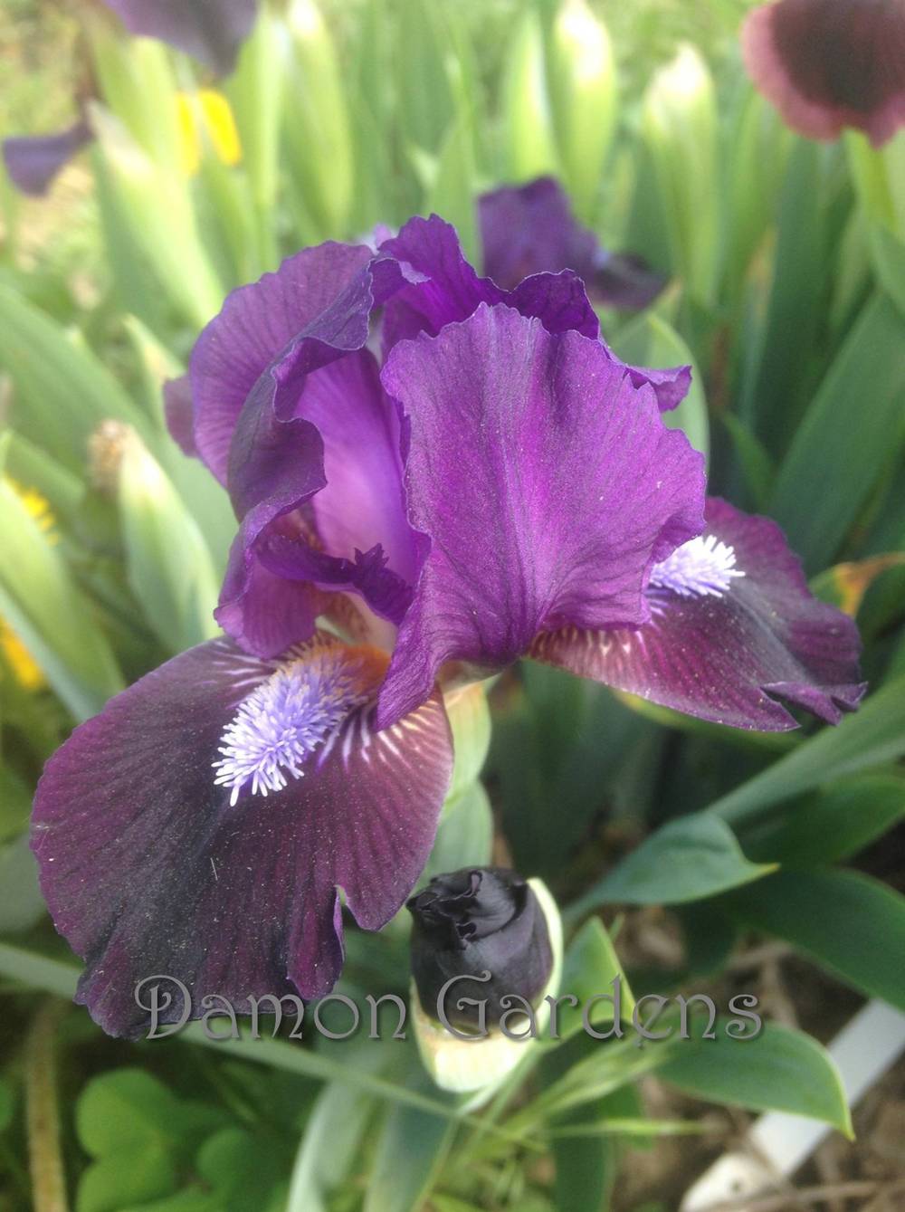 Photo of Standard Dwarf Bearded Iris (Iris 'Dark Vader') uploaded by DamonGardens