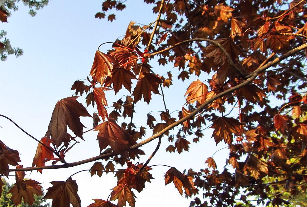 Photo of Norway Maple (Acer platanoides 'Crimson King') uploaded by jmorth