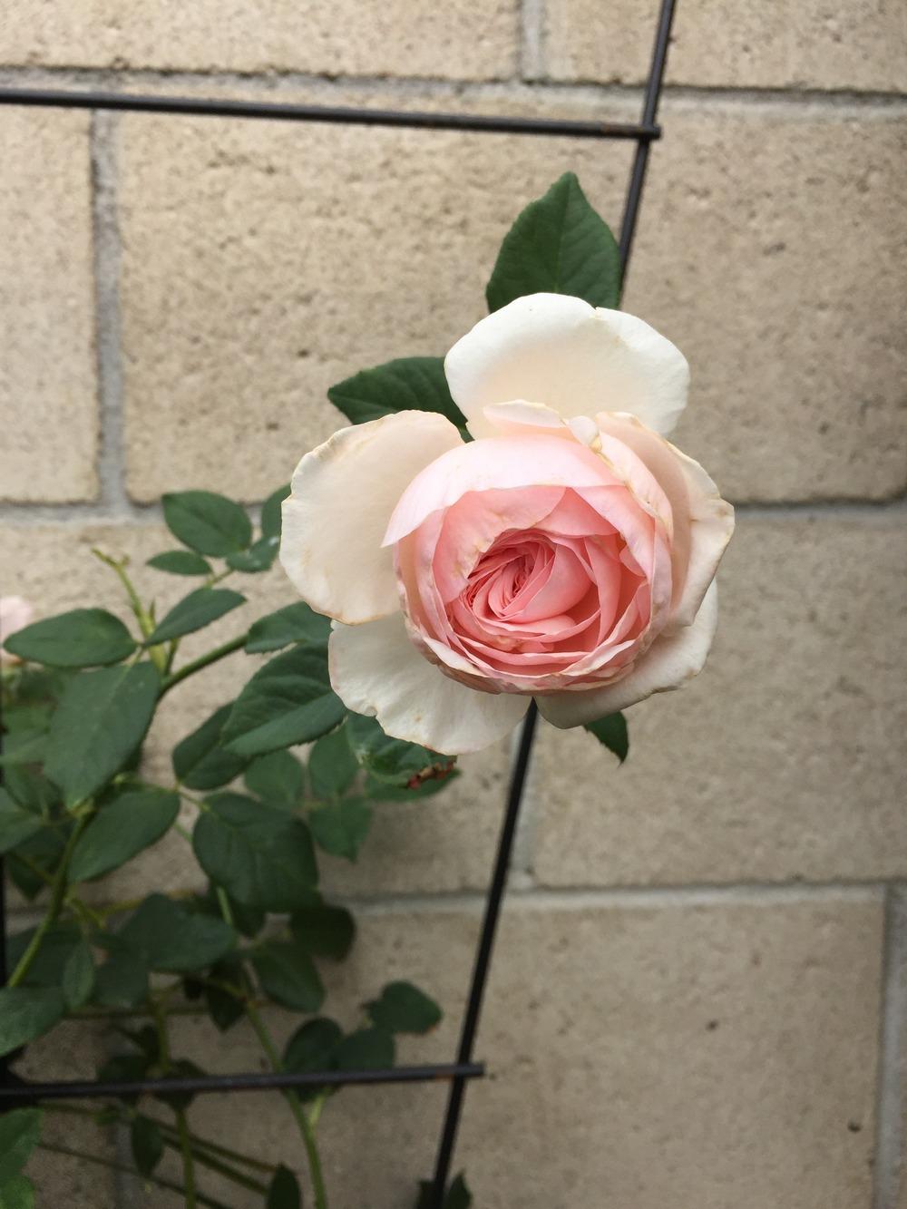 Photo of Rose (Rosa 'Heritage') uploaded by mattmackay22