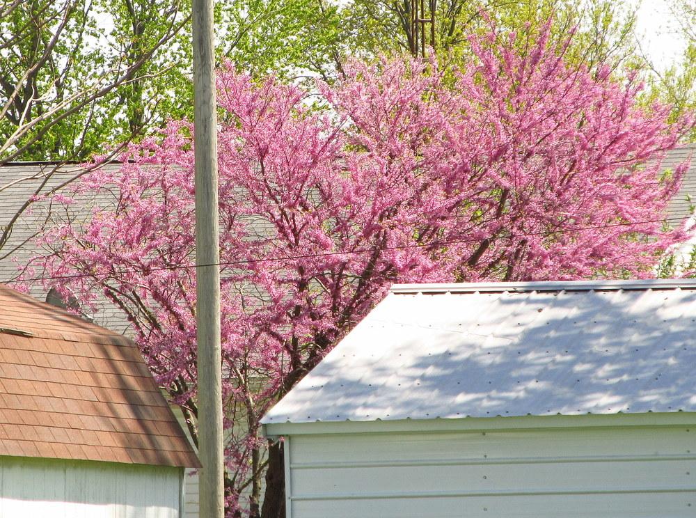 Photo of Eastern Redbud (Cercis canadensis) uploaded by jmorth
