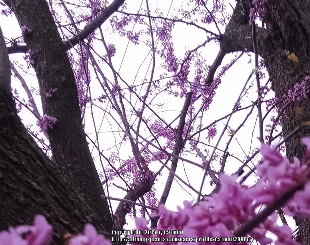 Photo of Eastern Redbud (Cercis canadensis) uploaded by Catmint20906