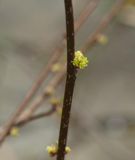 Photo of Spicebush (Lindera benzoin) uploaded by plantrob