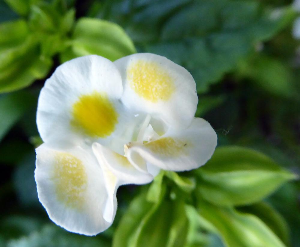 Photo of Wishbone Flower (Torenia fournieri) uploaded by JulieB