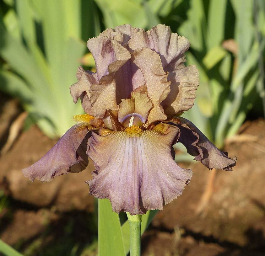 Photo of Tall Bearded Iris (Iris 'Downtown Brown') uploaded by Misawa77