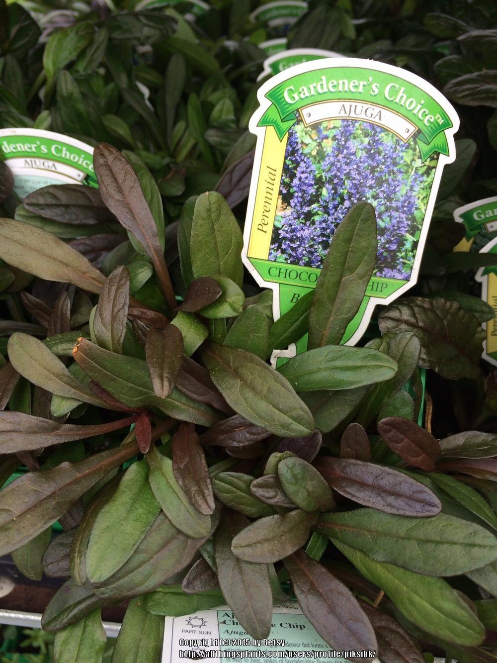 Photo of Bugleweed (Ajuga reptans Chocolate Chip) uploaded by piksihk
