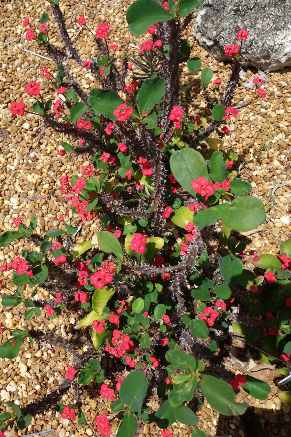 Photo of Crown of Thorns (Euphorbia milii) uploaded by mellielong