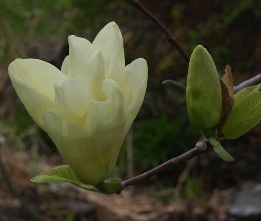 Photo of Magnolia 'Elizabeth' uploaded by plantrob