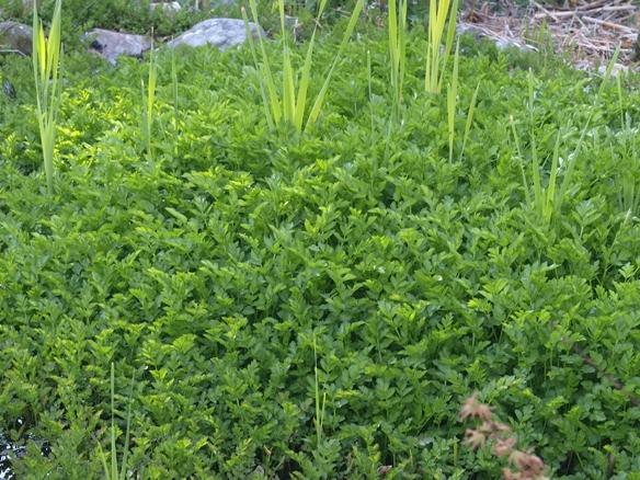 Photo of Watercress (Nasturtium officinale) uploaded by plantrob