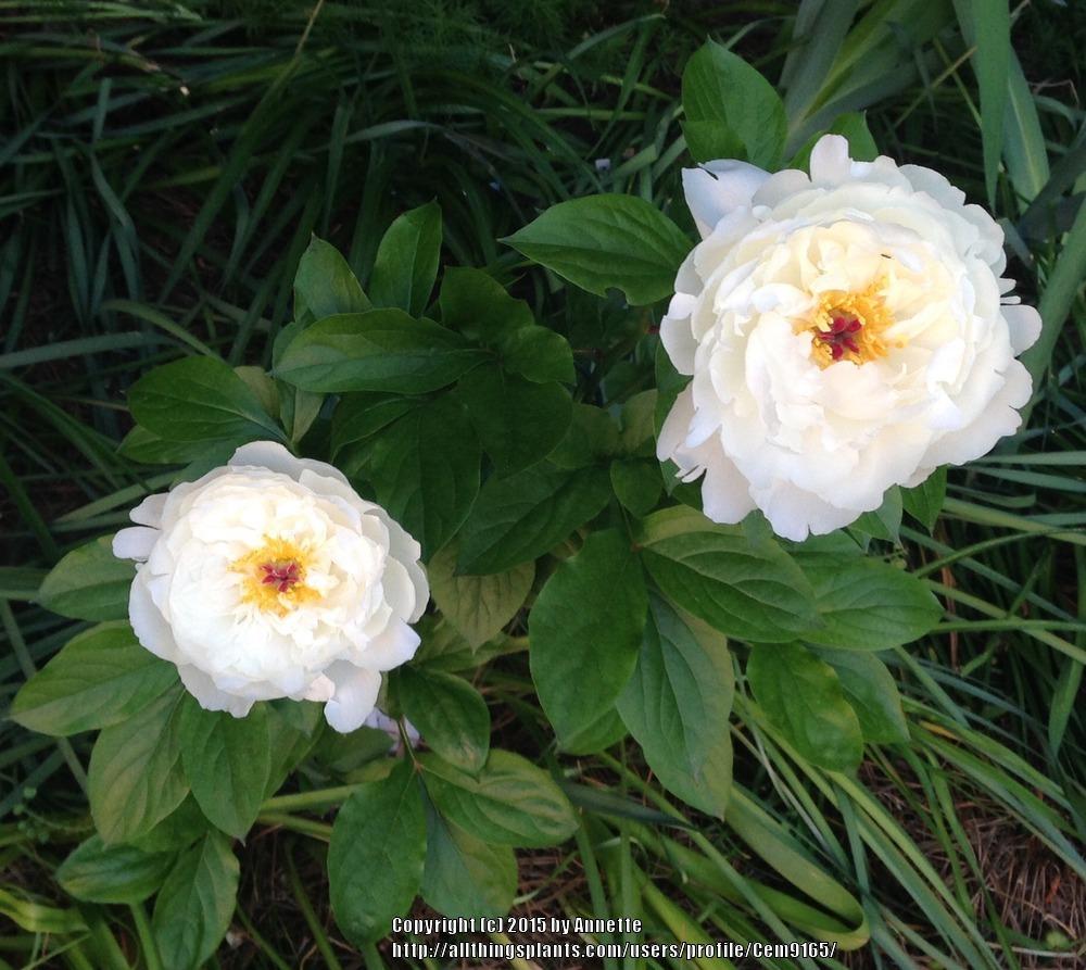 Photo of Peonies (Paeonia) uploaded by Cem9165