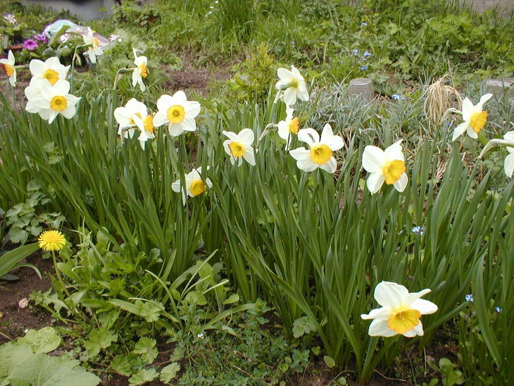 Photo of Daffodils (Narcissus) uploaded by admin