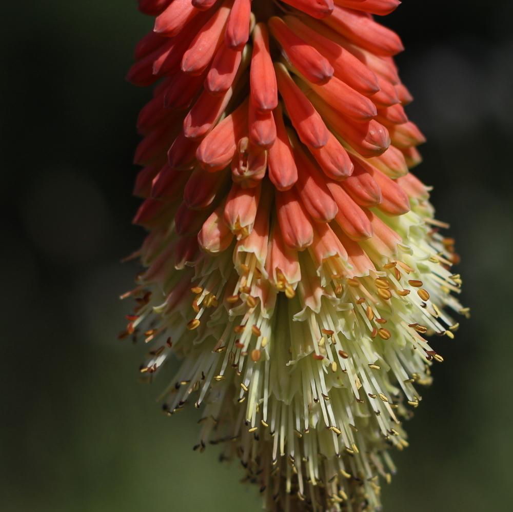 Photo of Red Hot Poker (Kniphofia uvaria) uploaded by dave