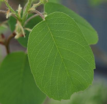 Photo of Serviceberry (Amelanchier alnifolia) uploaded by plantrob