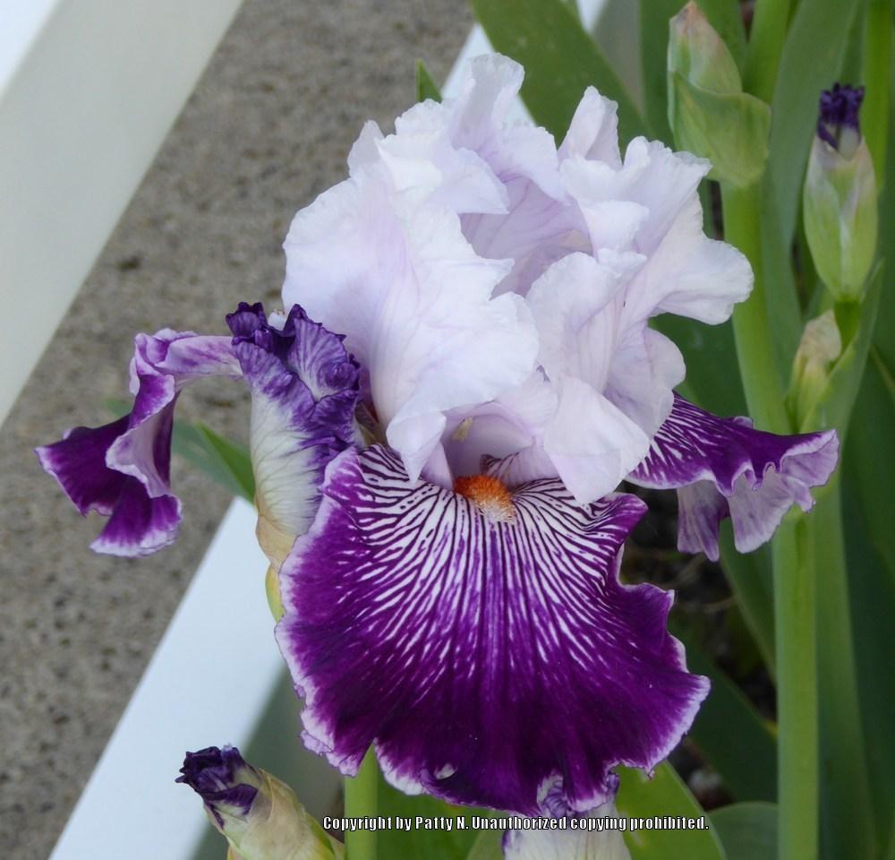 Photo of Irises (Iris) uploaded by Patty