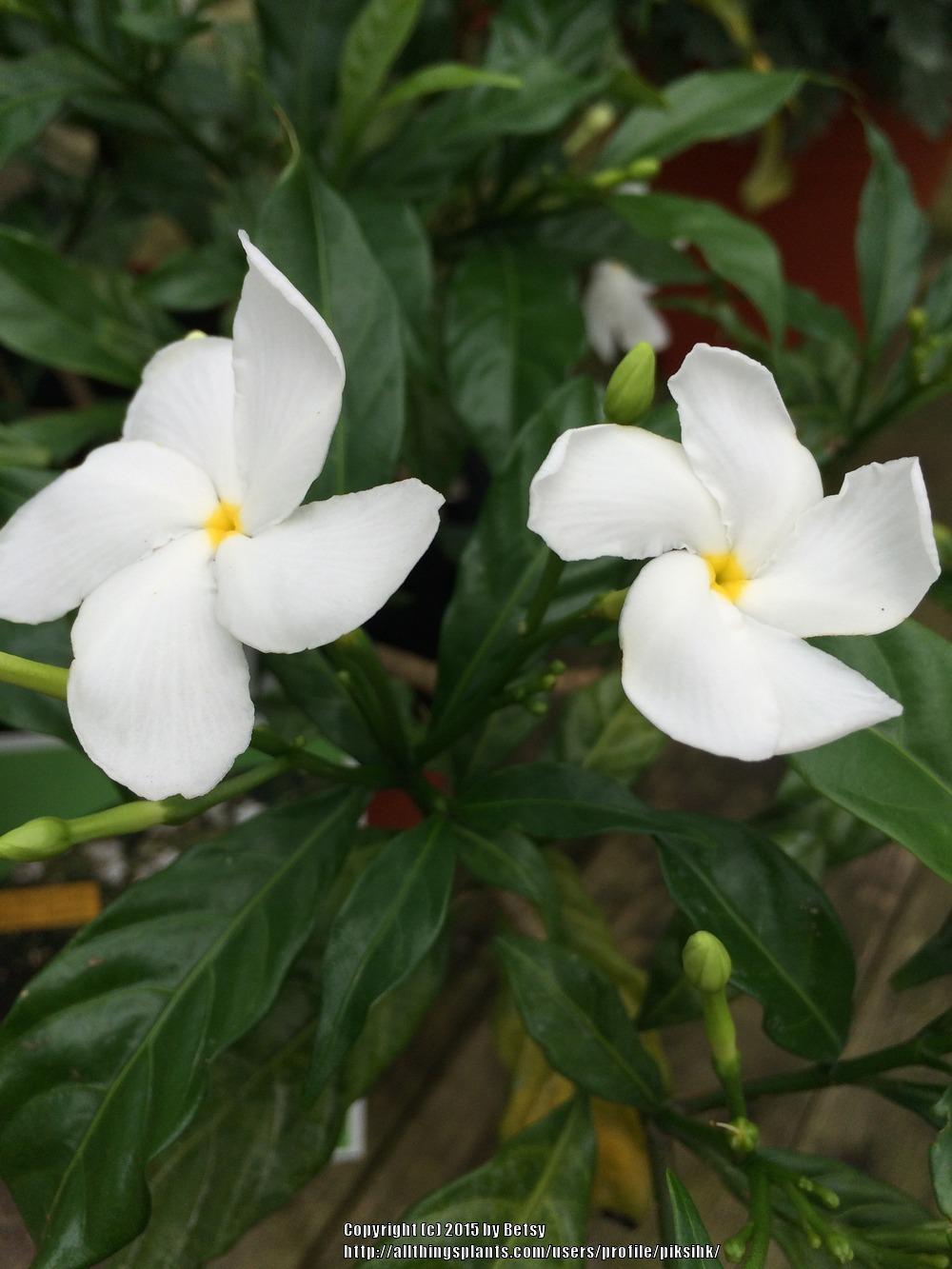 Photo of Crepe Jasmine (Tabernaemontana divaricata) uploaded by piksihk