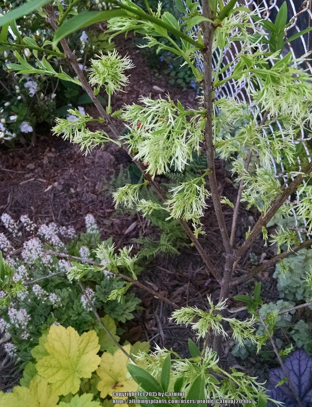 Photo of Fringe Tree (Chionanthus virginicus) uploaded by Catmint20906
