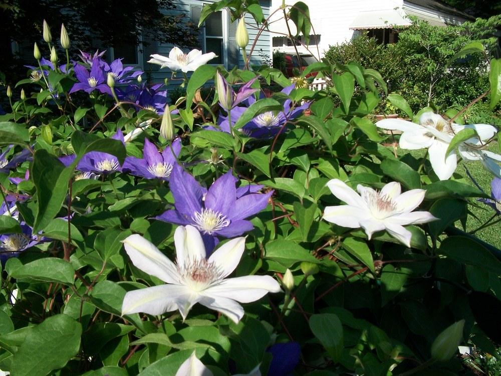 Photo of Clematis uploaded by kiseta