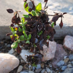 Location: My Northeastern Indiana Gardens - Zone 5b
Date: 2015-05-08
This plant is coming out of winter dormancy.