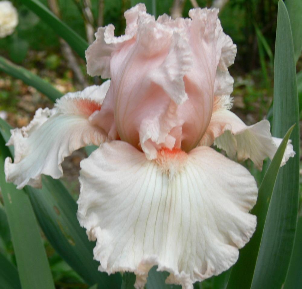 Photo of Tall Bearded Iris (Iris 'Happenstance') uploaded by janwax