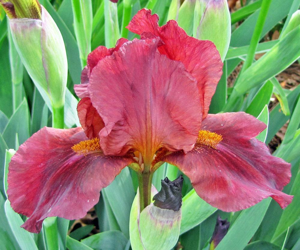 Photo of Intermediate Bearded Iris (Iris 'Red Zinger') uploaded by TBGDN