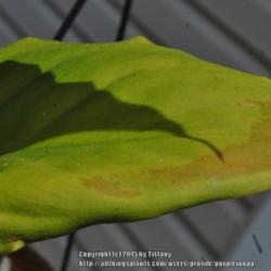 Location: Opp, AL
Date: 2015-05-12
Sunburned leaf, not adjusted gradually enough when going from ins