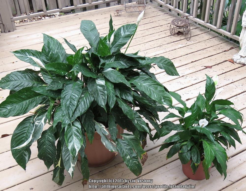 Photo of Peace Lilies (Spathiphyllum) uploaded by plantladylin