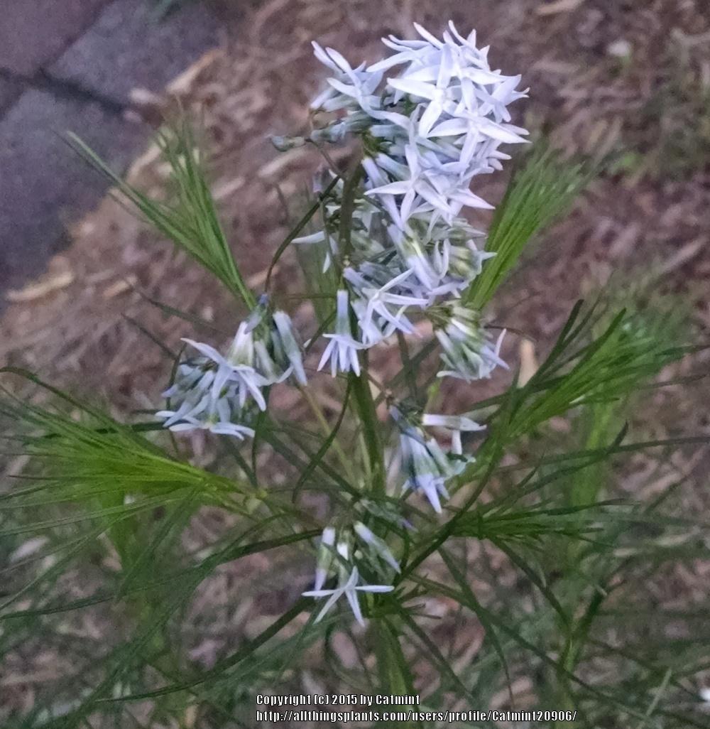 Photo of Blue Star (Amsonia hubrichtii) uploaded by Catmint20906