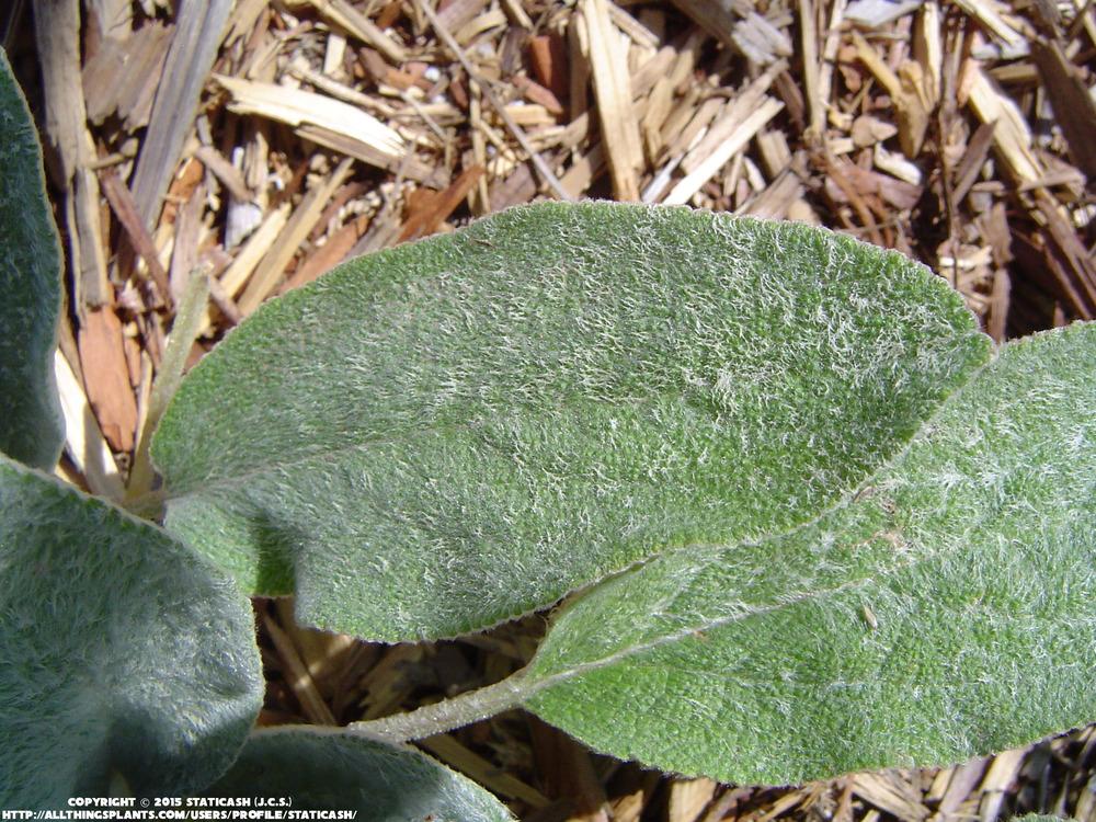 Photo of Lambs' Ears (Stachys byzantina) uploaded by StaticAsh