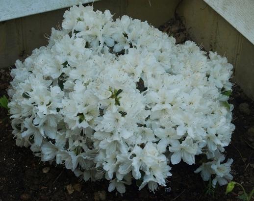Photo of Evergreen Azalea (Rhododendron 'Delaware Valley White') uploaded by plantrob