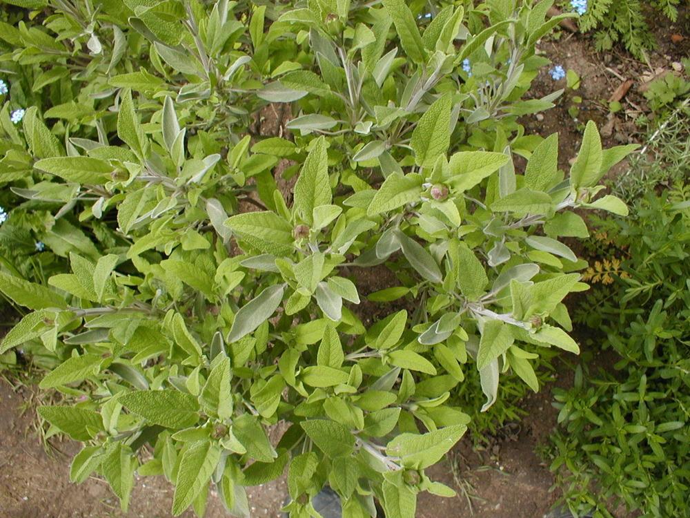 Photo of Culinary Sages (Salvia officinalis) uploaded by admin