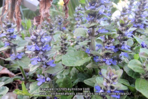 Photo of Bugleweed (Ajuga reptans Chocolate Chip) uploaded by critterologist