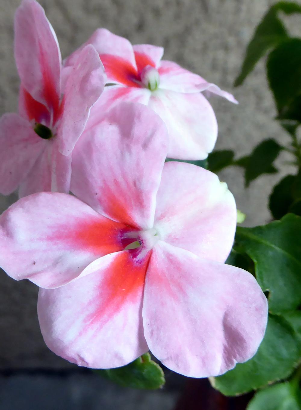 Photo of Busy Lizzy (Impatiens walleriana) uploaded by JulieB