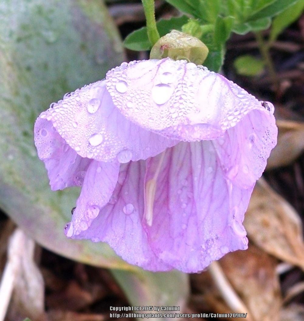 Photo of Pink Evening Primrose (Oenothera speciosa) uploaded by Catmint20906