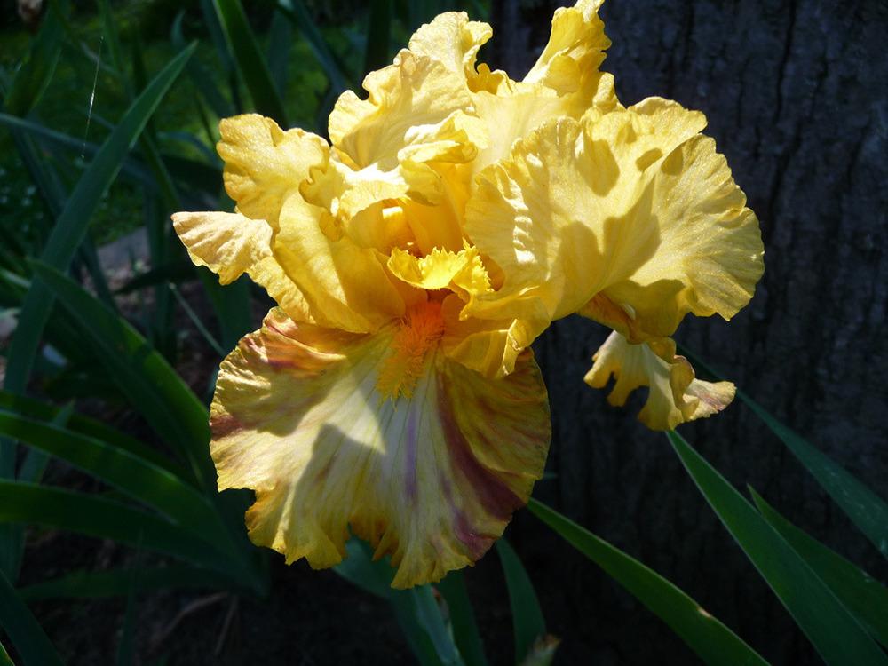 Photo of Tall Bearded Iris (Iris 'Liger') uploaded by Lestv