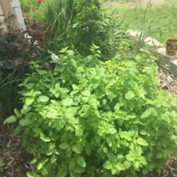 Location: Malakoff TX
Date: 2015-05-22
My lemon balm returning from last year - love to make tea from th