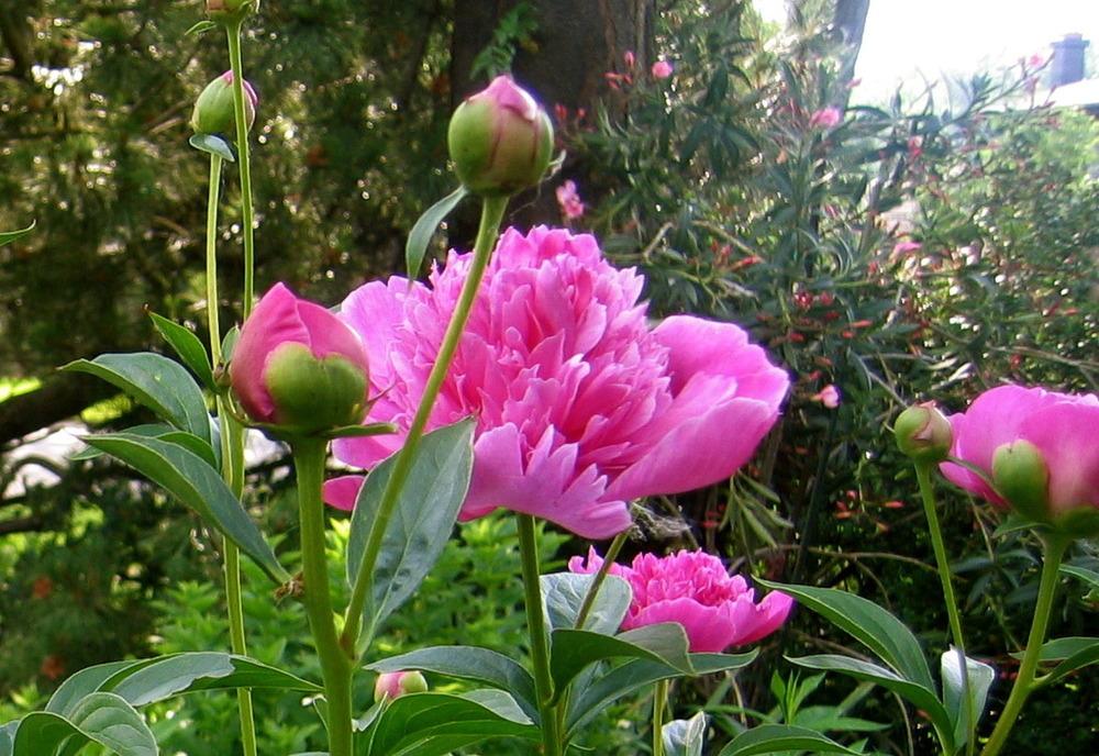 Photo of Peonies (Paeonia) uploaded by Fleur569