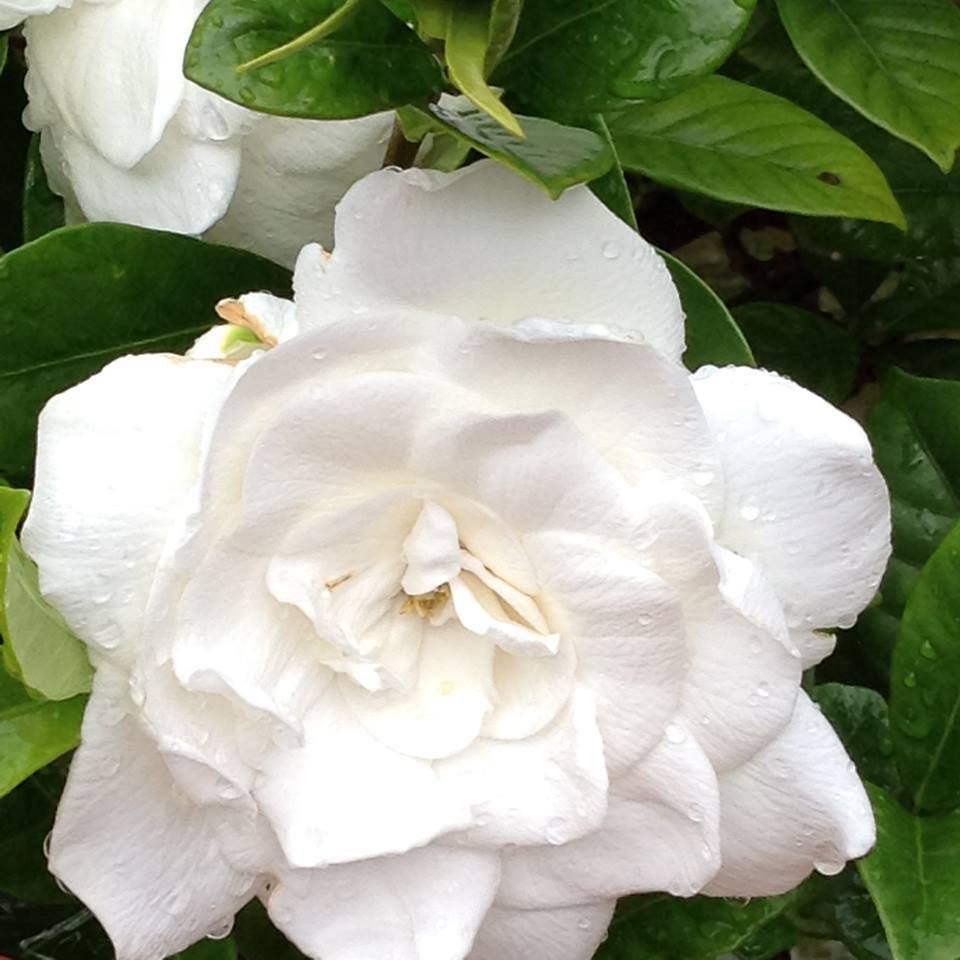 Gardenias Plant Care and Collection of Varieties
