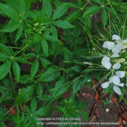 Location: Opp, AL
Date: 2015-05-27
Plant making a white flower has a white "eye" on the leaves.