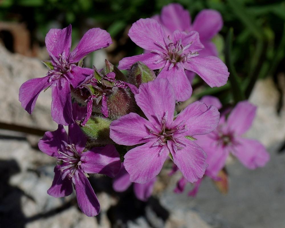 Photo of Soapwort (Saponaria) uploaded by dirtdorphins