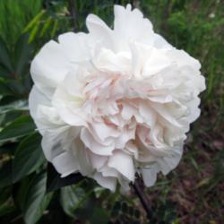 Location: Twisp
Date: 2015-05-31
Unknown white cultivar with a pale pink blush