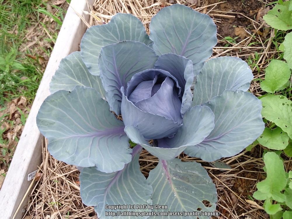 Photo of Cabbage (Brassica oleracea var. capitata 'Red Express') uploaded by vbprog