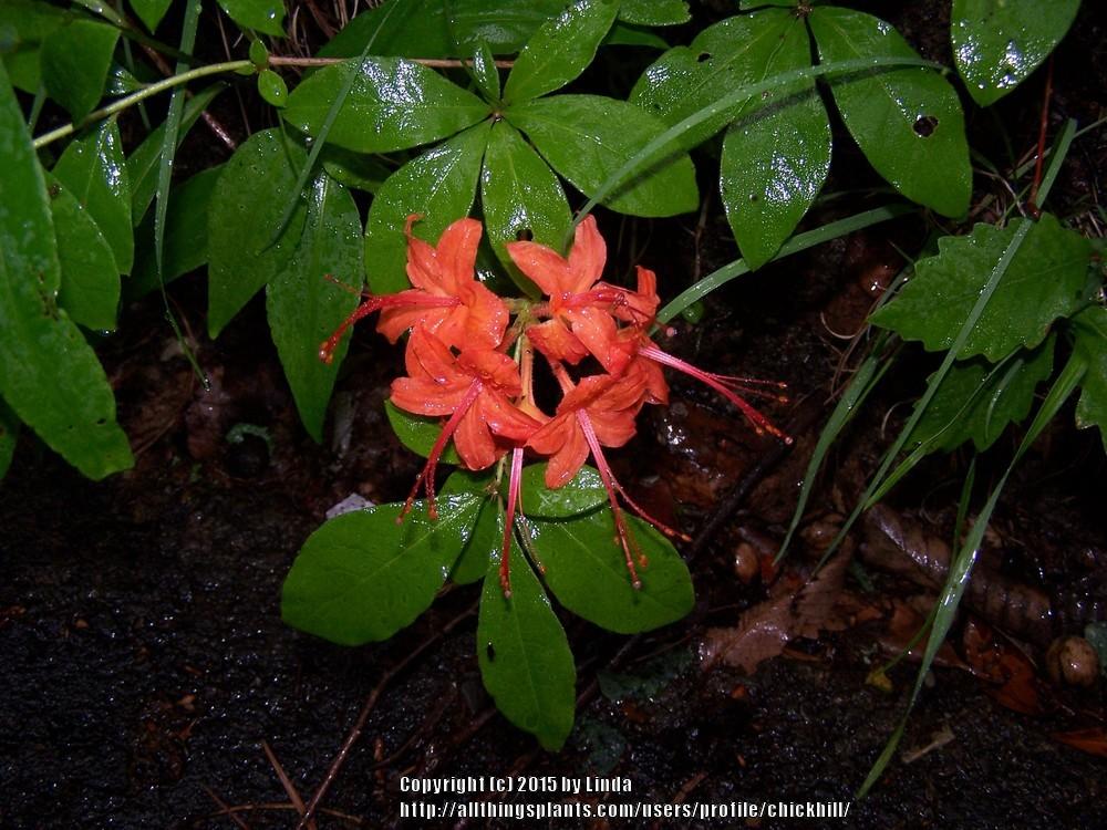 Photo of Flame Azalea (Rhododendron calendulaceum) uploaded by chickhill