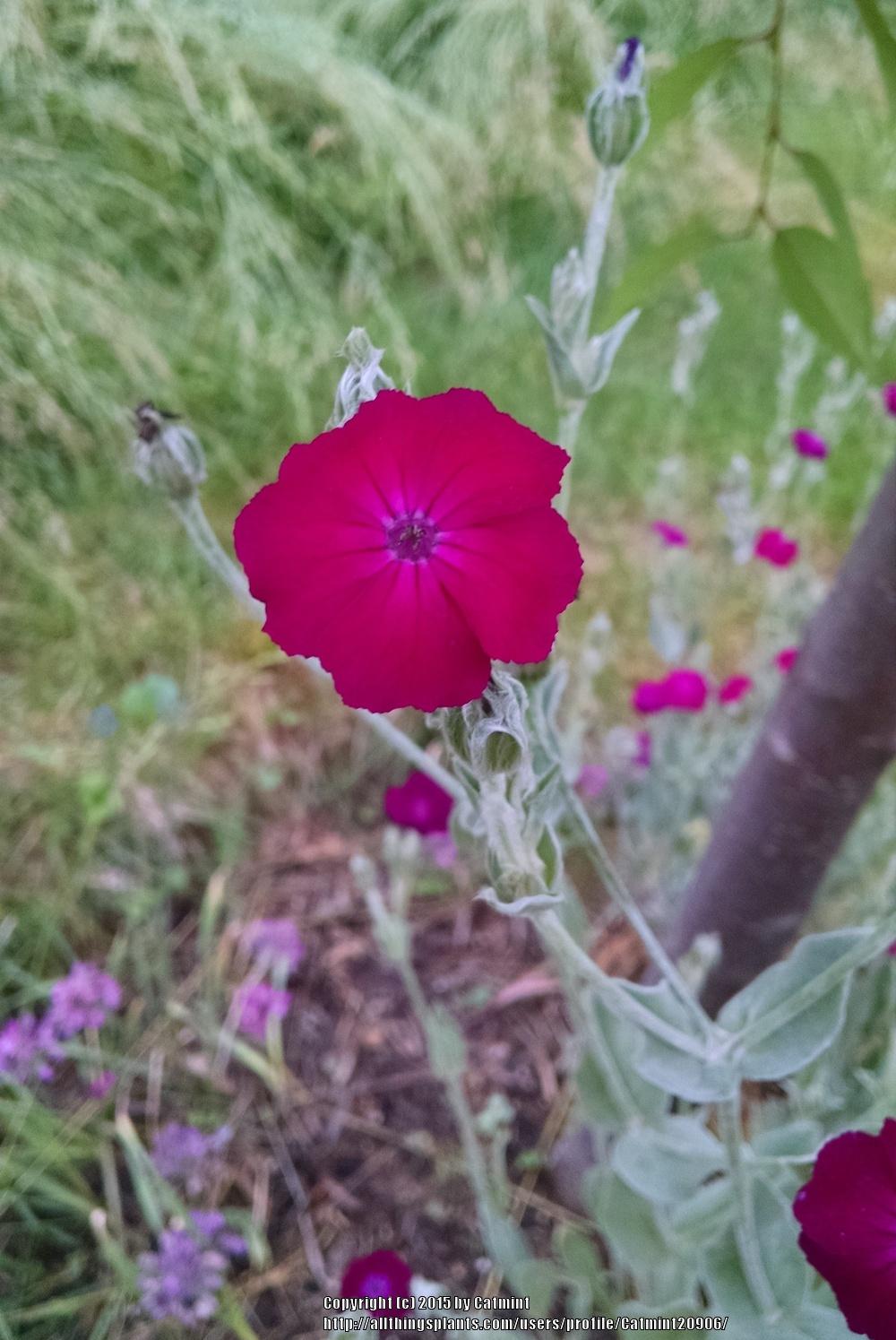 Photo of Rose Campion (Silene coronaria) uploaded by Catmint20906